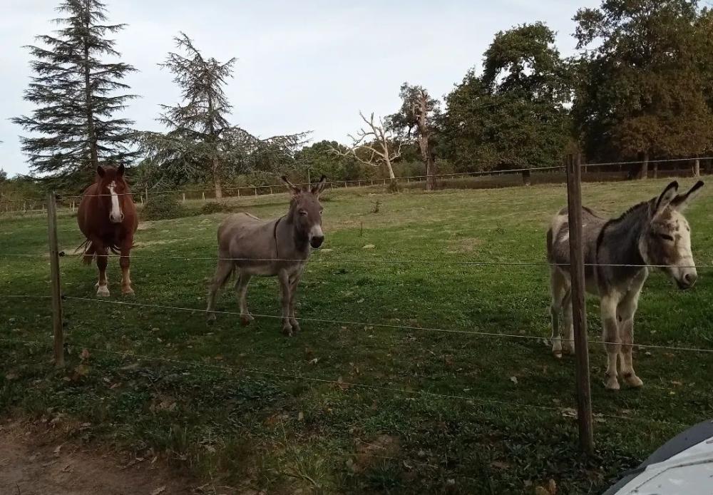Visite d'Animaux