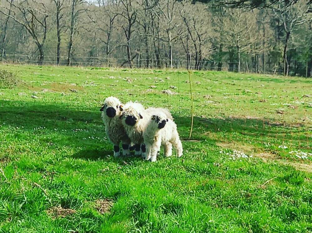 ferme pédagogique Nérac