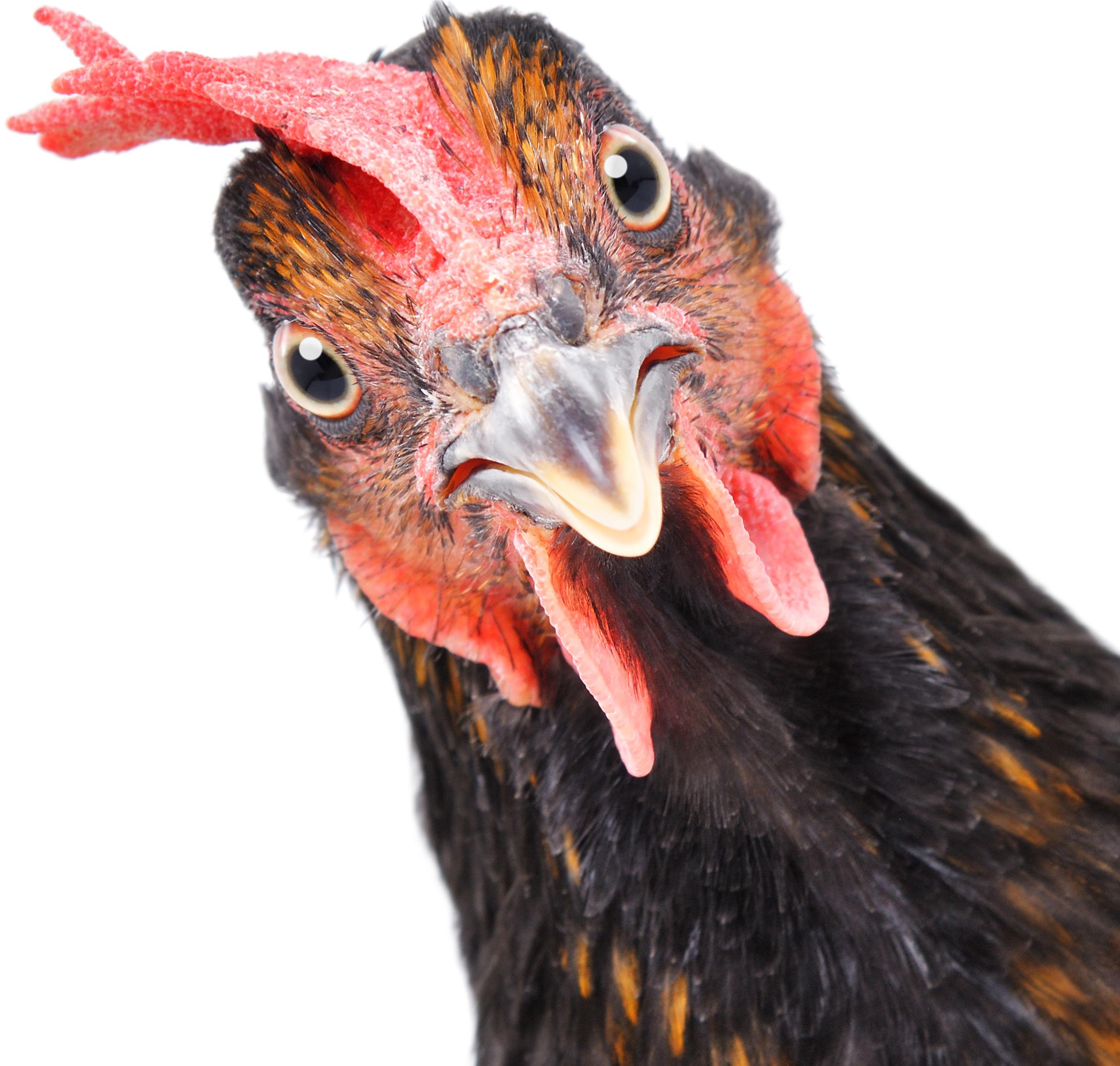poule