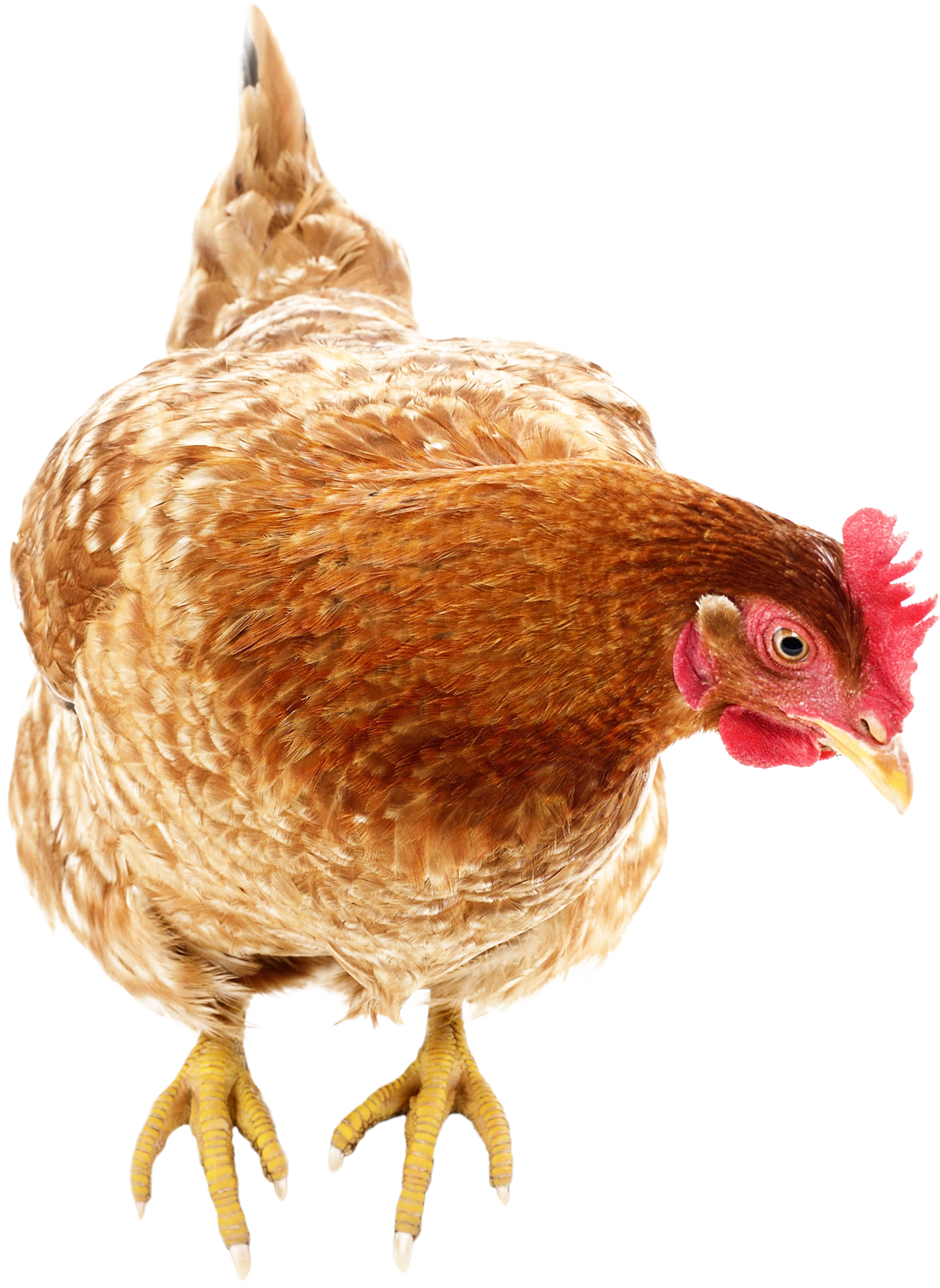 poule