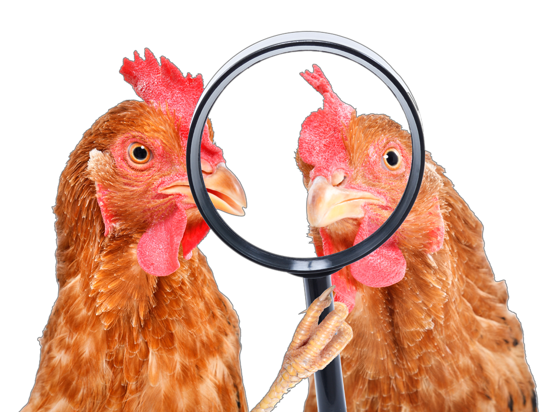 poules contact